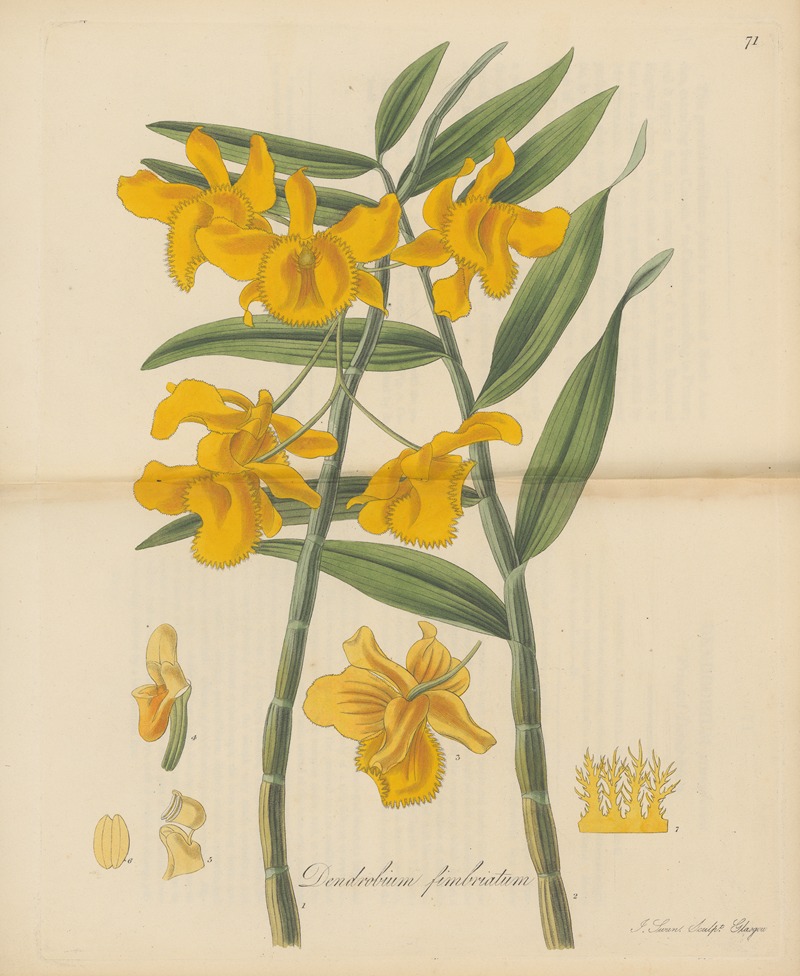Dendrobium fimbriatum by William Jackson Hooker, 1823 — digital art print download