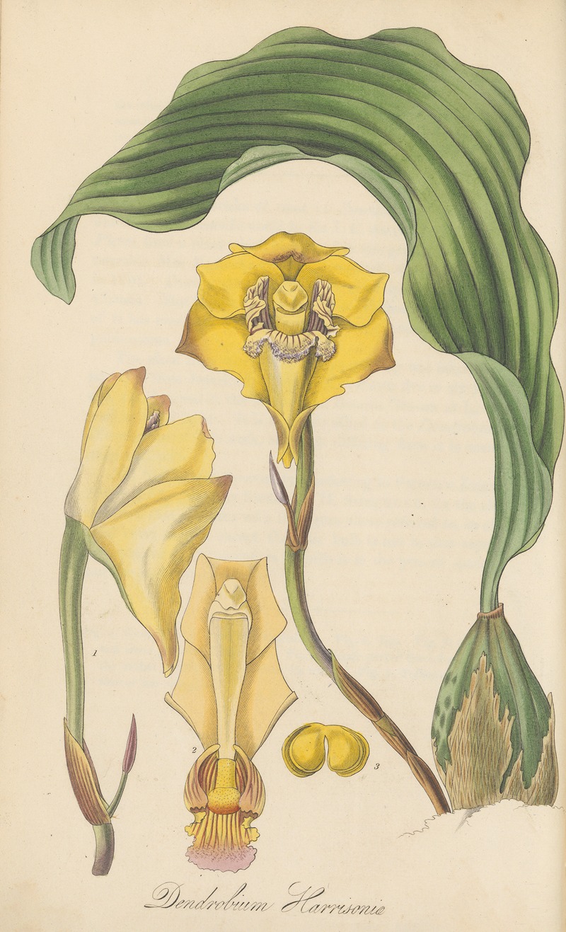 Dendrobium Harrisoniae by William Jackson Hooker, 1823 — digital art print download