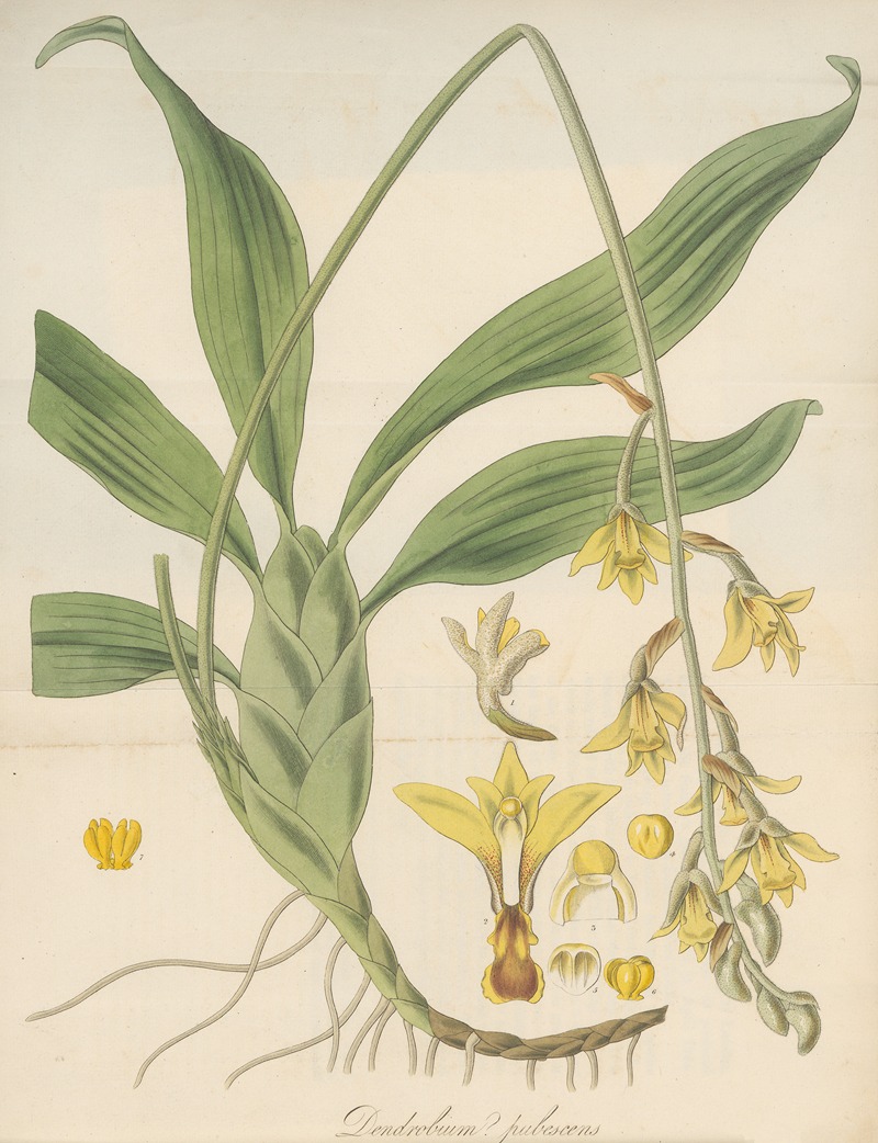 Dendrobium pubescens by William Jackson Hooker, 1823 — digital art print download