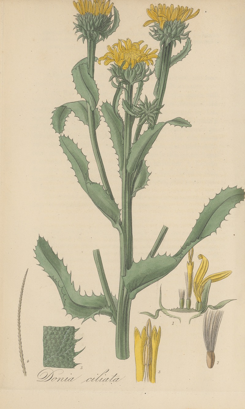 Donia ciliata by William Jackson Hooker, 1823 — digital art print download