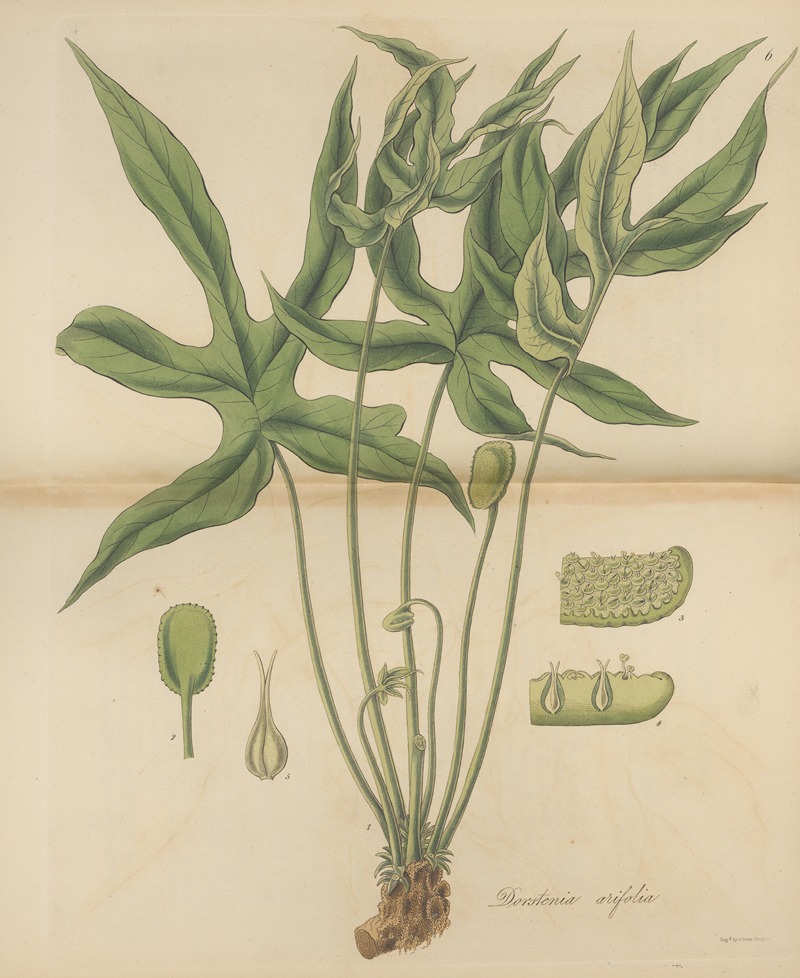 Dorstenia arifolia by William Jackson Hooker, 1823 — digital art print download