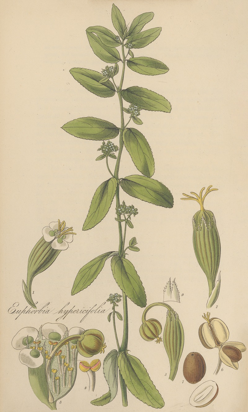 Euphorbia hypericifolia by William Jackson Hooker, 1823 — digital art print download
