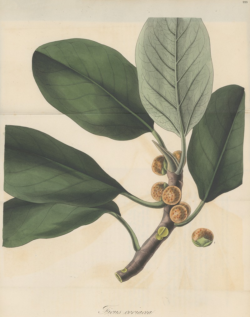 Ficus coriacea by William Jackson Hooker, 1823 — digital art print download