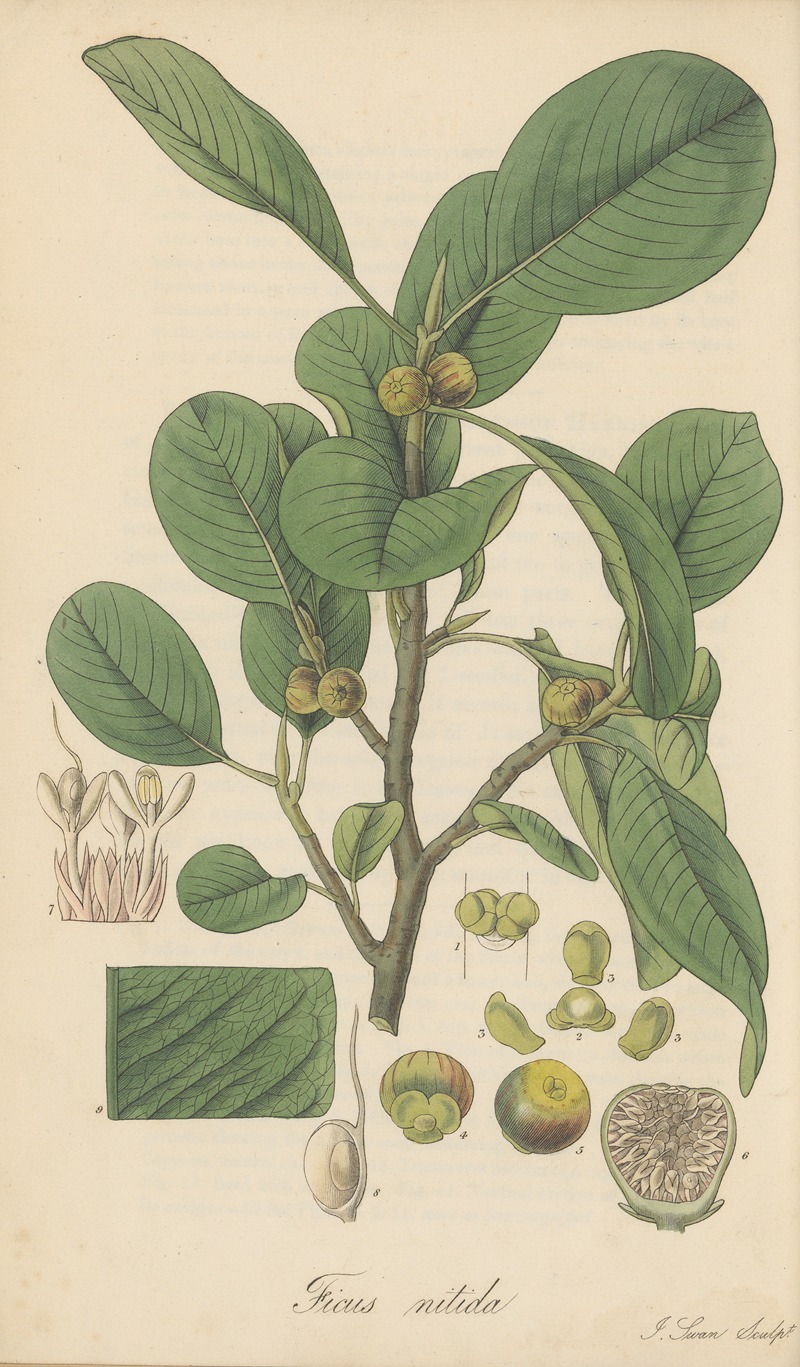 Ficus nitida by William Jackson Hooker, 1823 — digital art print download