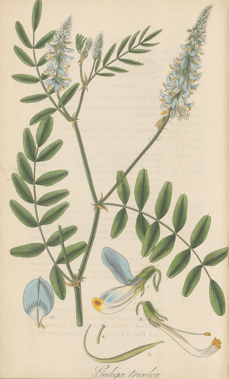 Galega tricolor by William Jackson Hooker, 1823 — digital art print download