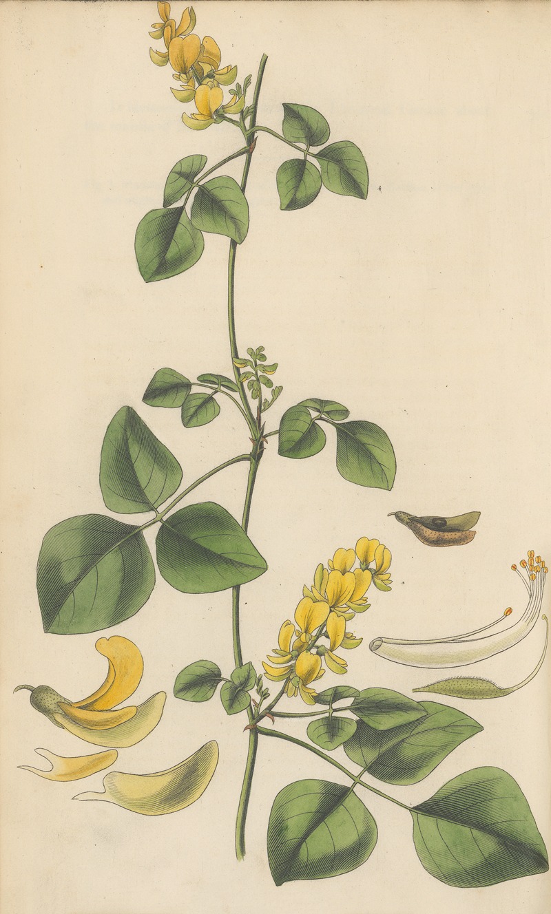 Glycine mollis by William Jackson Hooker, 1823 — digital art print download