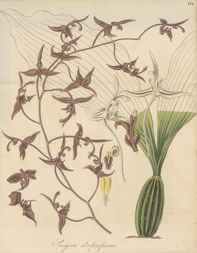 Gongora atropurpurea by William Jackson Hooker, 1823 — digital art print download