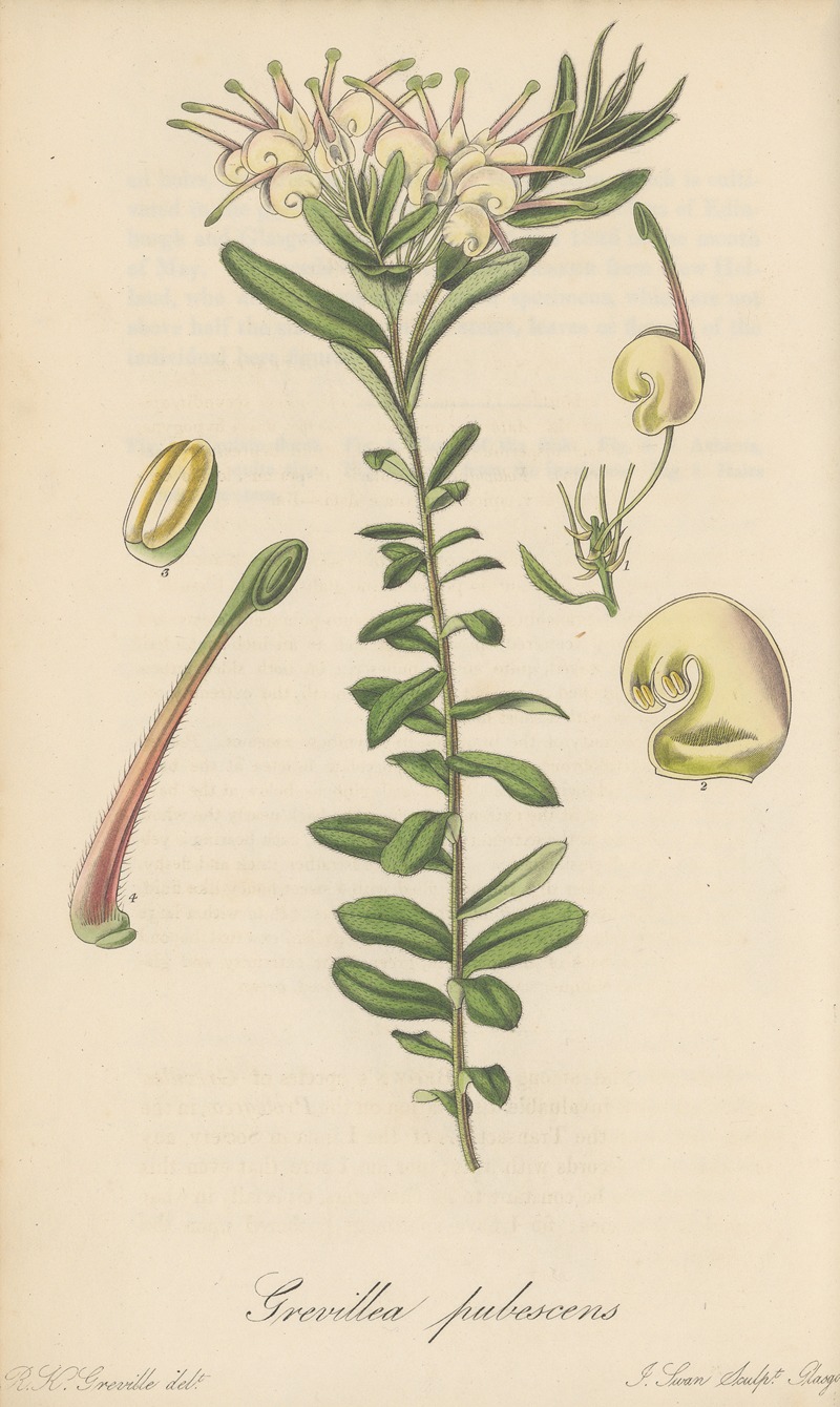 Grevillea pubescens by William Jackson Hooker, 1823 — digital art print download
