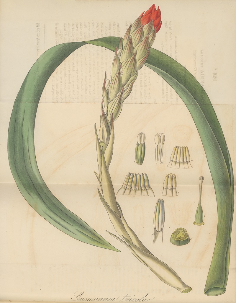 Gusmannia tricolor by William Jackson Hooker, 1823 — digital art print download