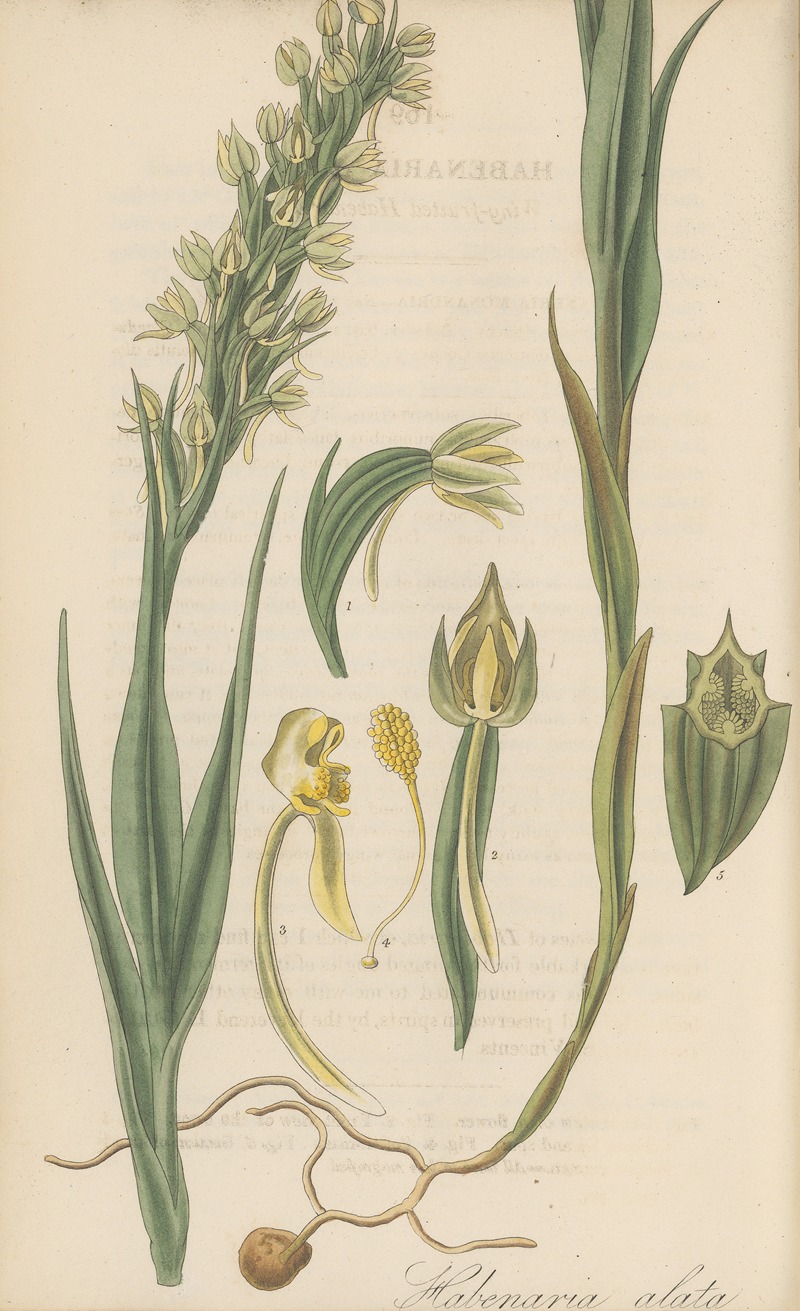 Habenaria alata by William Jackson Hooker, 1823 — digital art print download