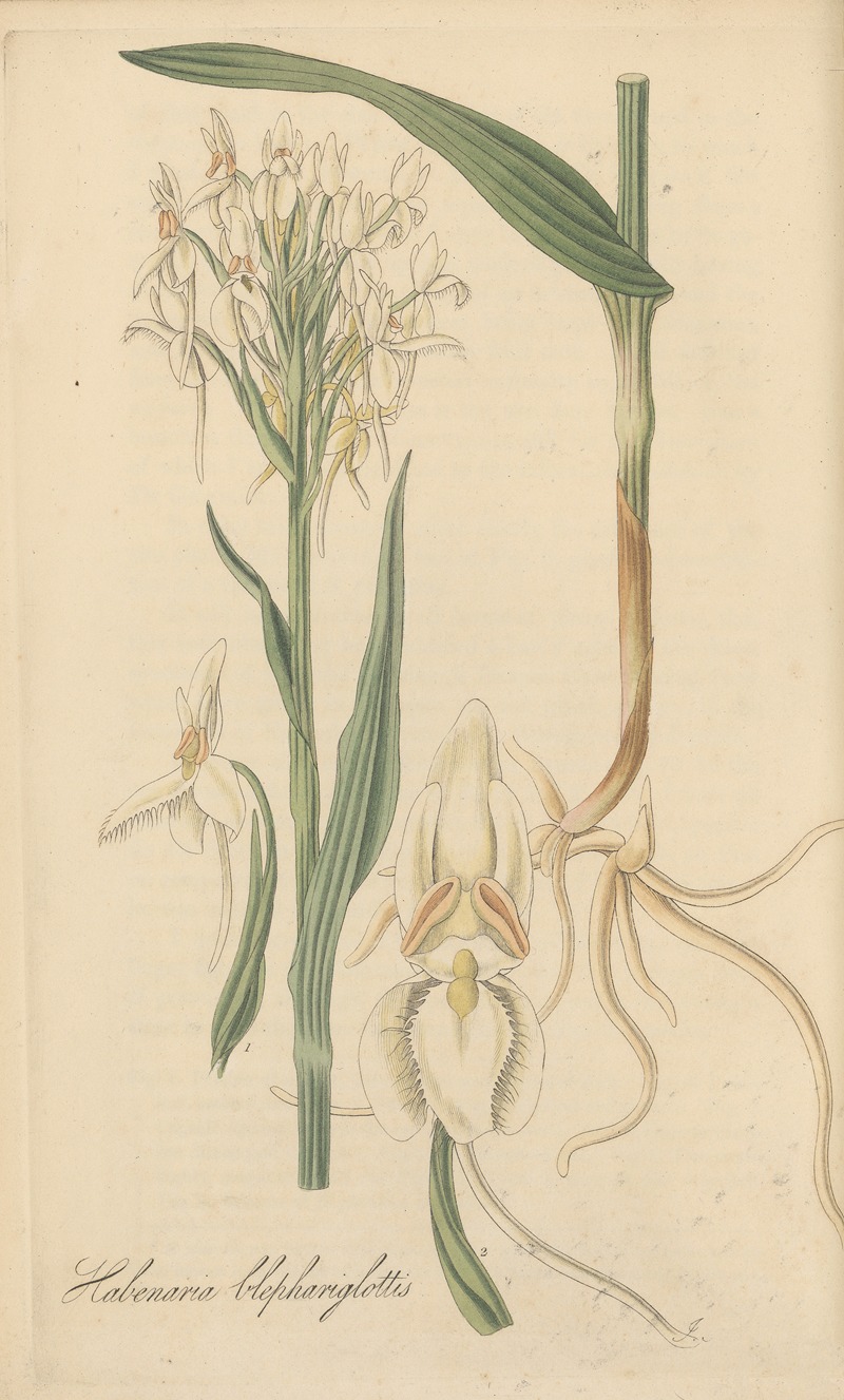 Habenaria blephariglottis by William Jackson Hooker, 1823 — digital art print download