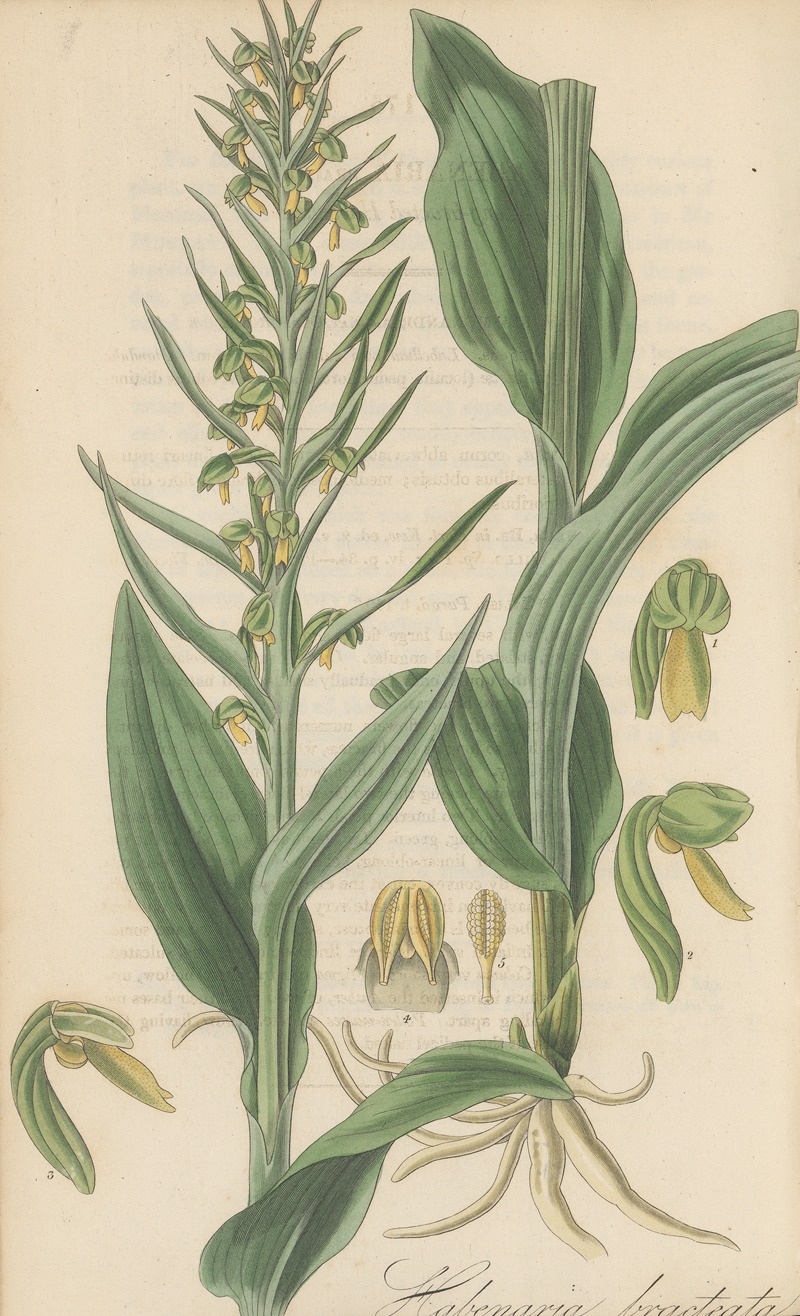 Habenaria bracteata by William Jackson Hooker, 1823 — digital art print download