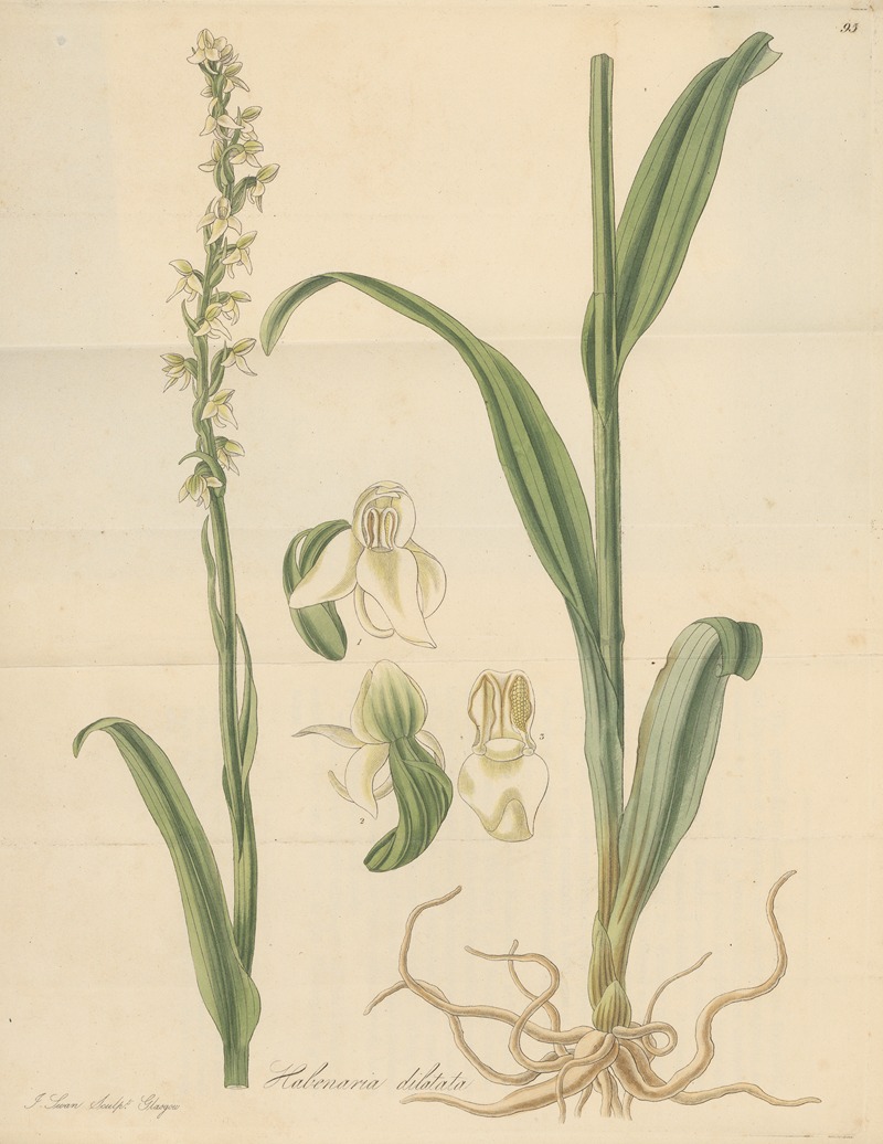 Habenaria dilatata by William Jackson Hooker, 1823 — digital art print download