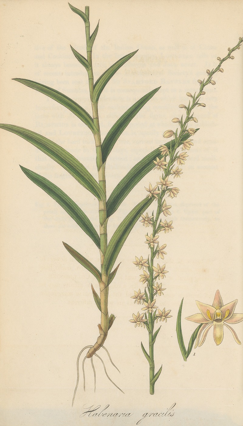 Habenaria gracilis by William Jackson Hooker, 1823 — digital art print download