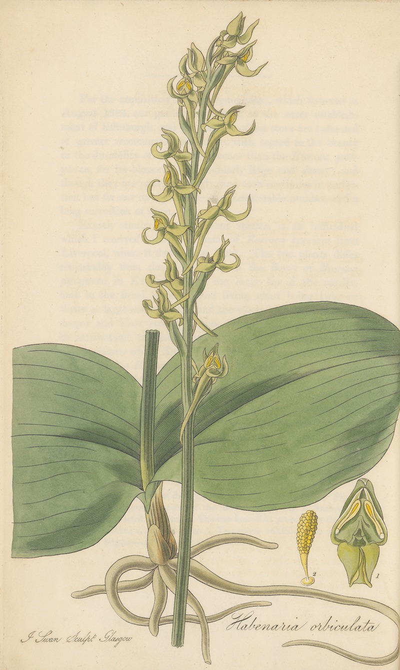 Habenaria orbiculata by William Jackson Hooker, 1823 — digital art print download