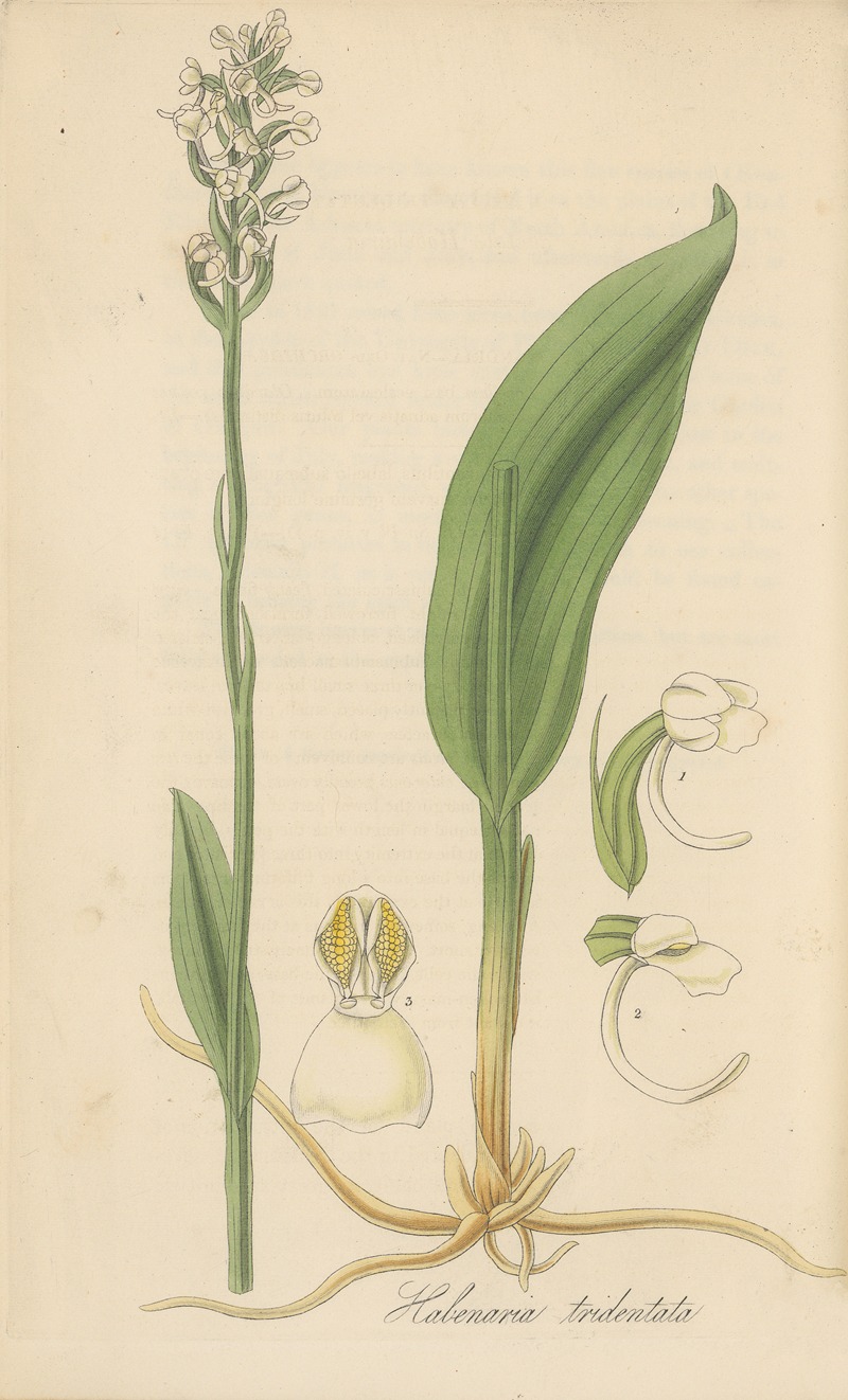 Habenaria tridentata by William Jackson Hooker, 1823 — digital art print download