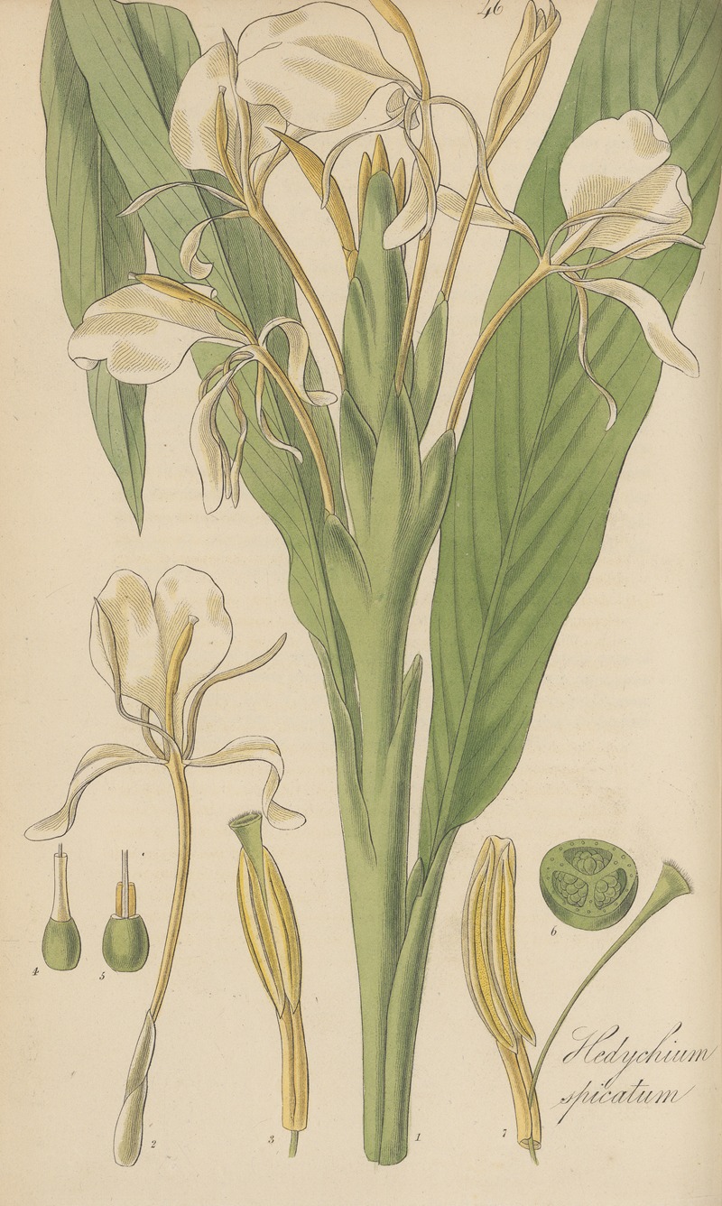 Hedychium spicatum by William Jackson Hooker, 1823 — digital art print download