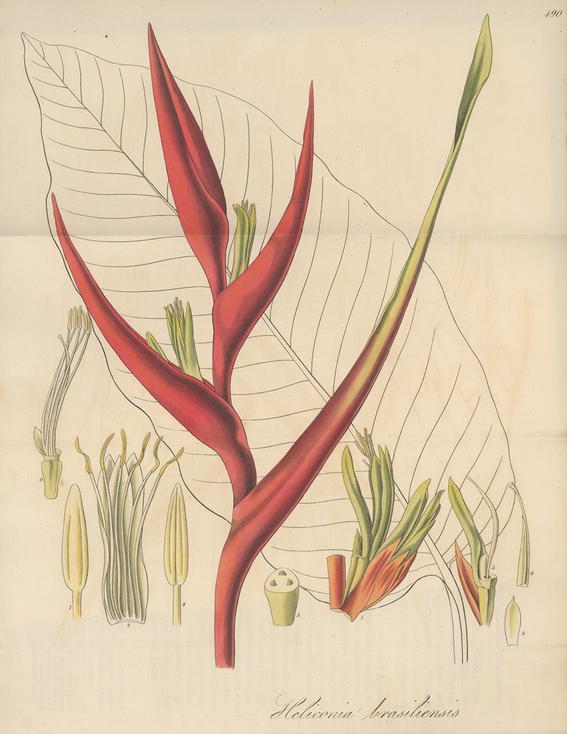 Heliconia braziliensis by William Jackson Hooker, 1823 — digital art print download