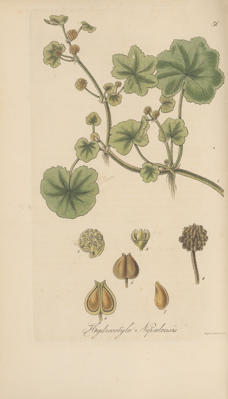 Hydrocotyle nepalensis by William Jackson Hooker, 1823 — digital art print download