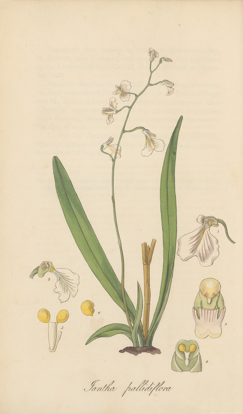 Iantha pallidiflora by William Jackson Hooker, 1823 — digital art print download