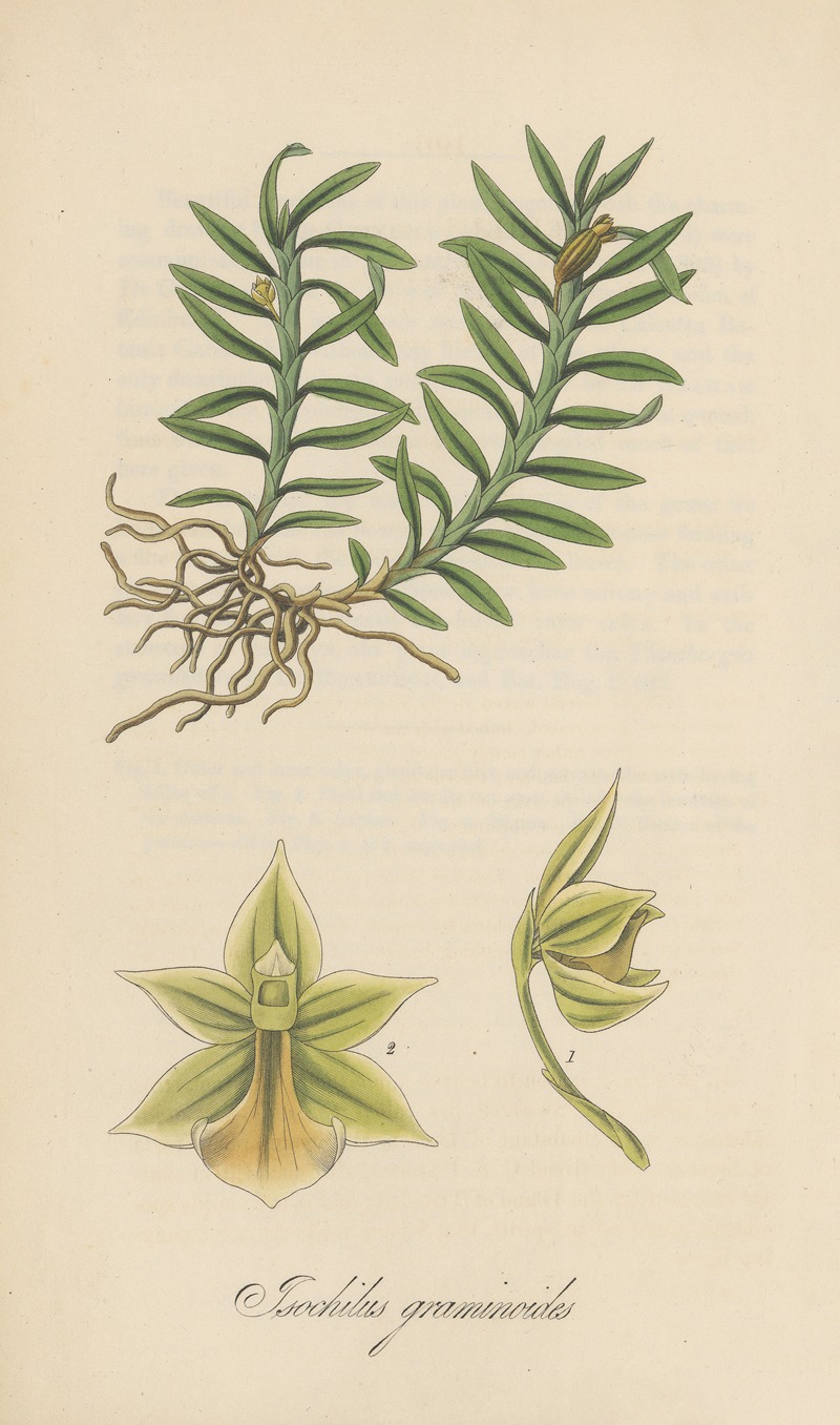 Isochilus graminoides by William Jackson Hooker, 1823 — digital art print download