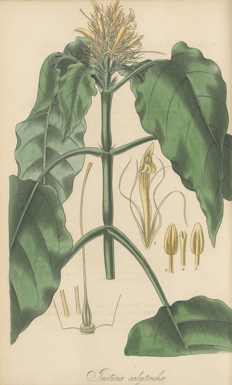 Justicia calytricha by William Jackson Hooker, 1823 — digital art print download