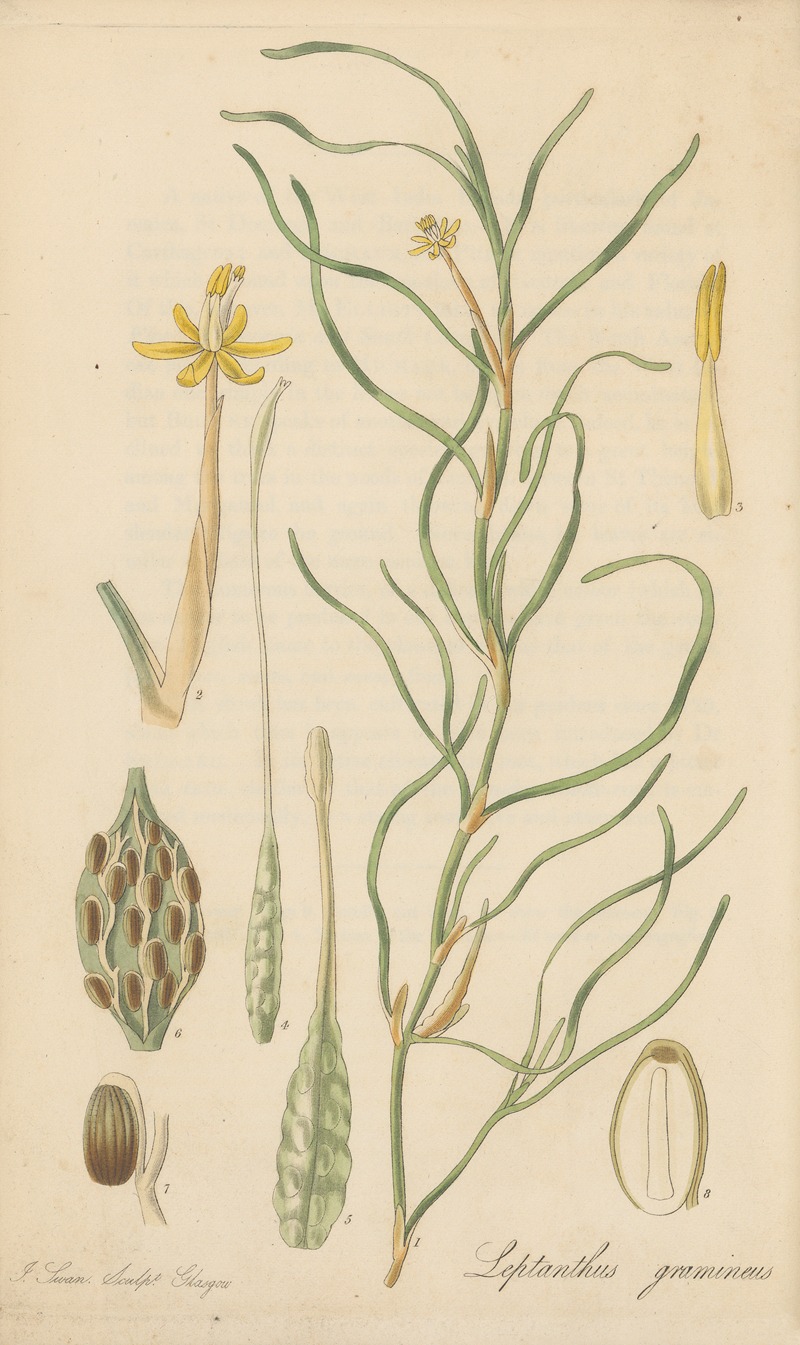 Leptanthus gramineus by William Jackson Hooker, 1823 — digital art print download
