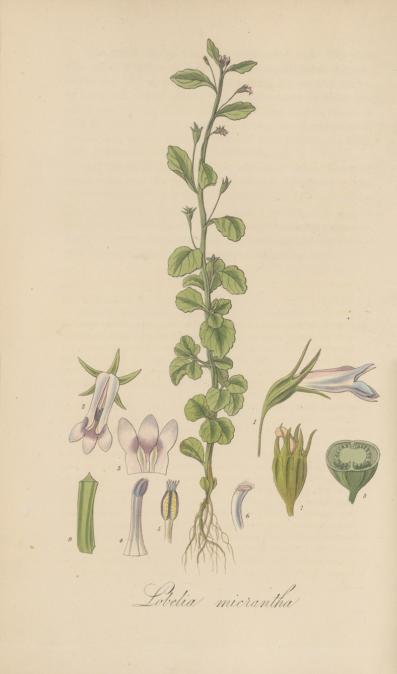 Lobelia micrantha by William Jackson Hooker, 1823 — digital art print download