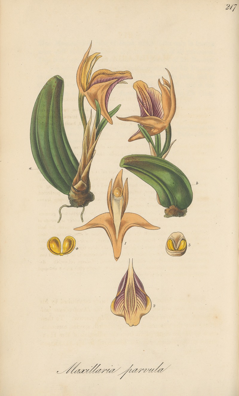 Maxillaria parvula by William Jackson Hooker, 1823 — digital art print download