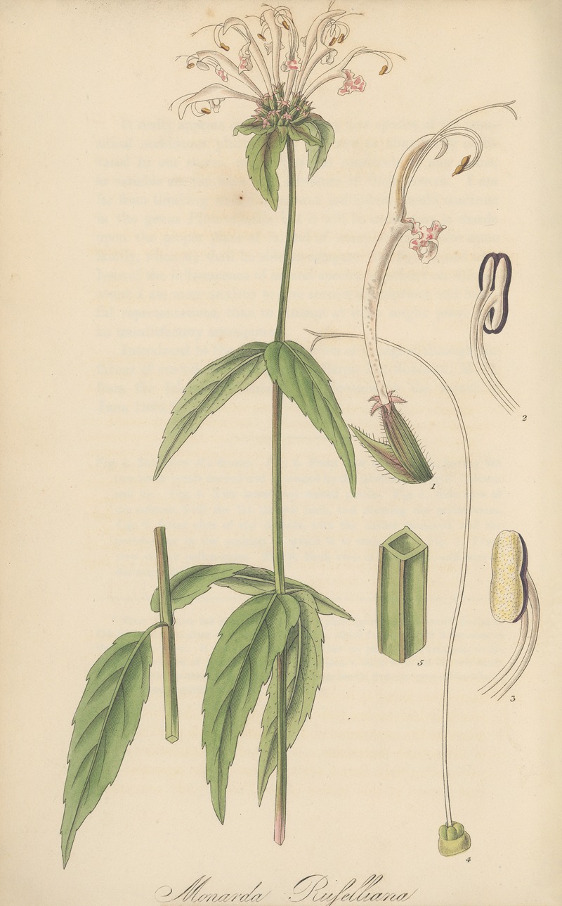 Monarda Russelliana by William Jackson Hooker, 1823 — digital art print download