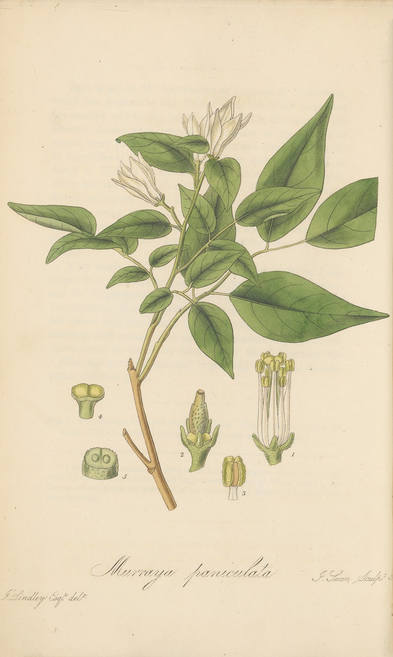 Murraya paniculata by William Jackson Hooker, 1823 — digital art print download