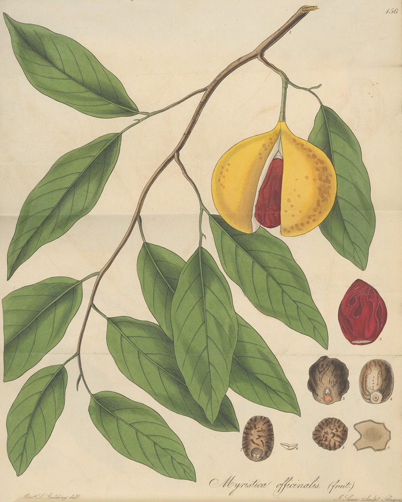 Myristica Officinalis (fruit) by Уильям Джексон Гукер, 1823 — digital art print download