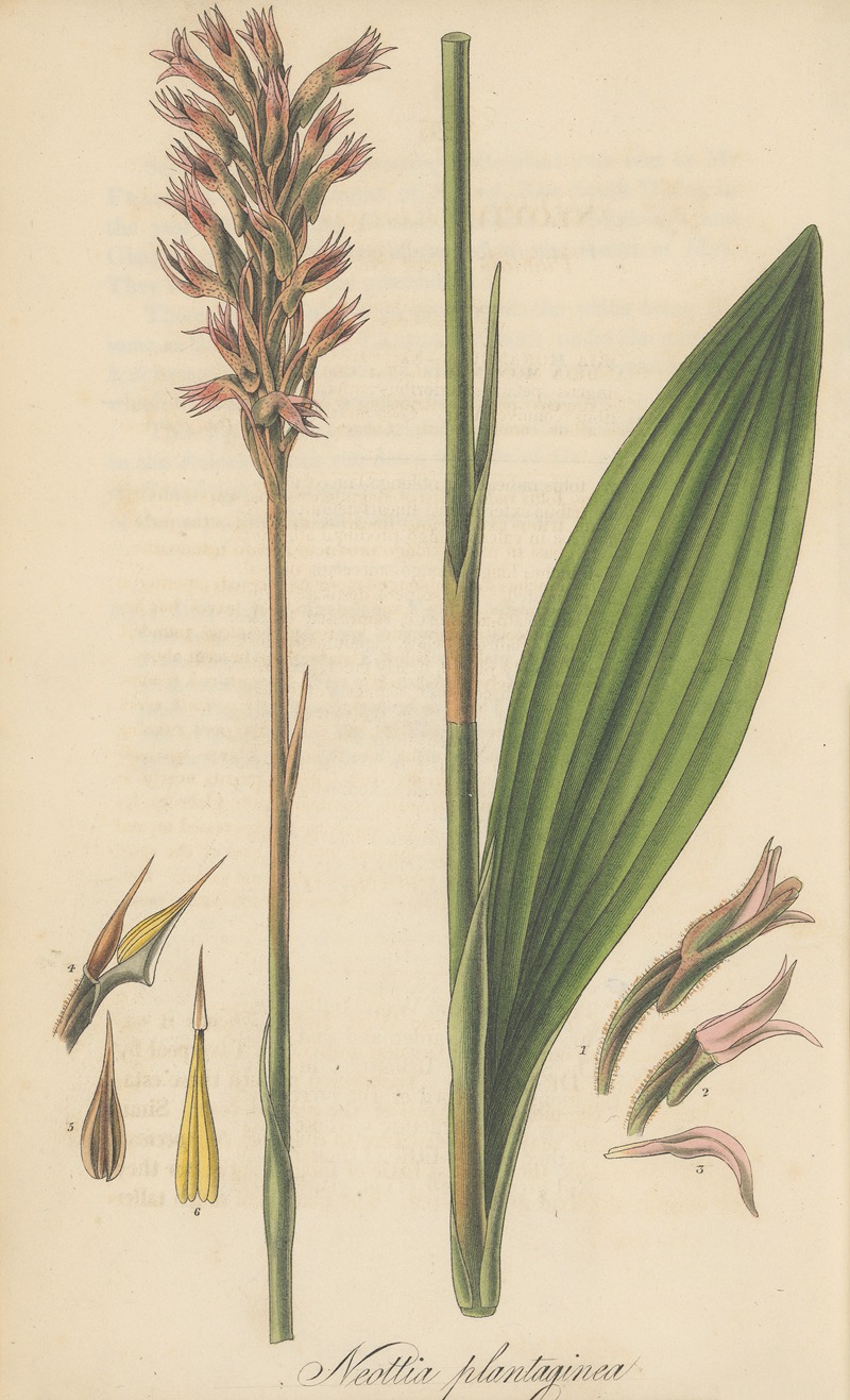 Neottia plantaginea by William Jackson Hooker, 1823 — digital art print download