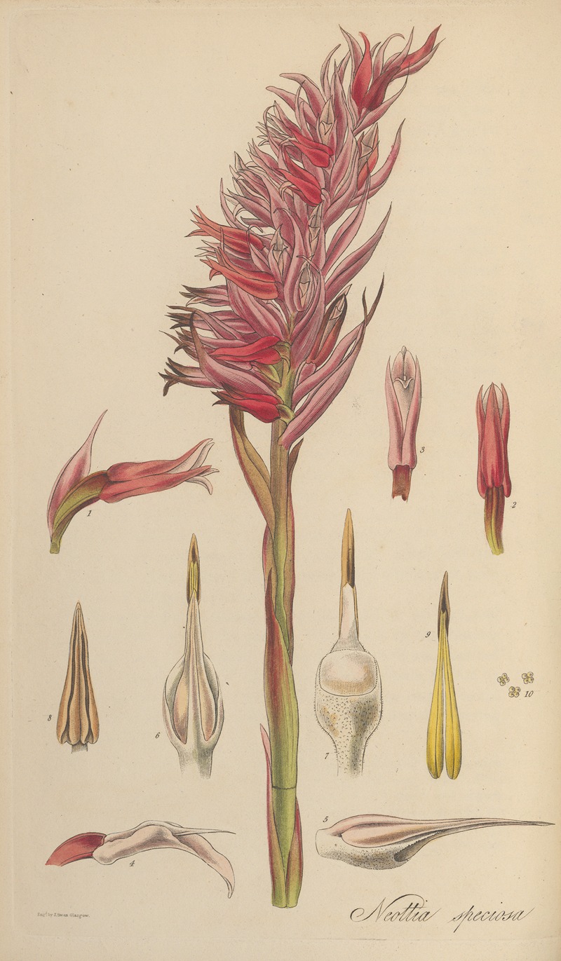 Neottia speciosa by William Jackson Hooker, 1823 — digital art print download