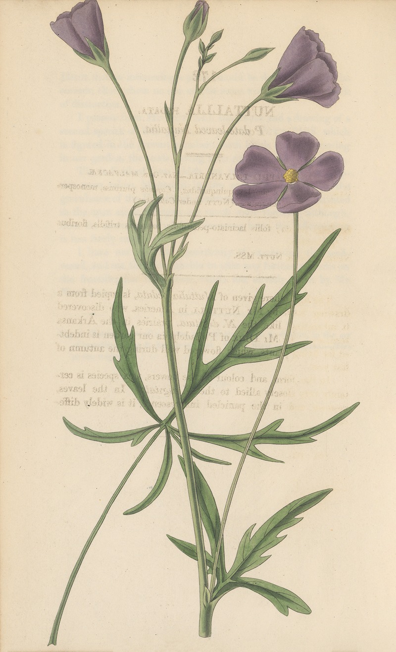 Nuttallia vepata by William Jackson Hooker, 1823 — digital art print download