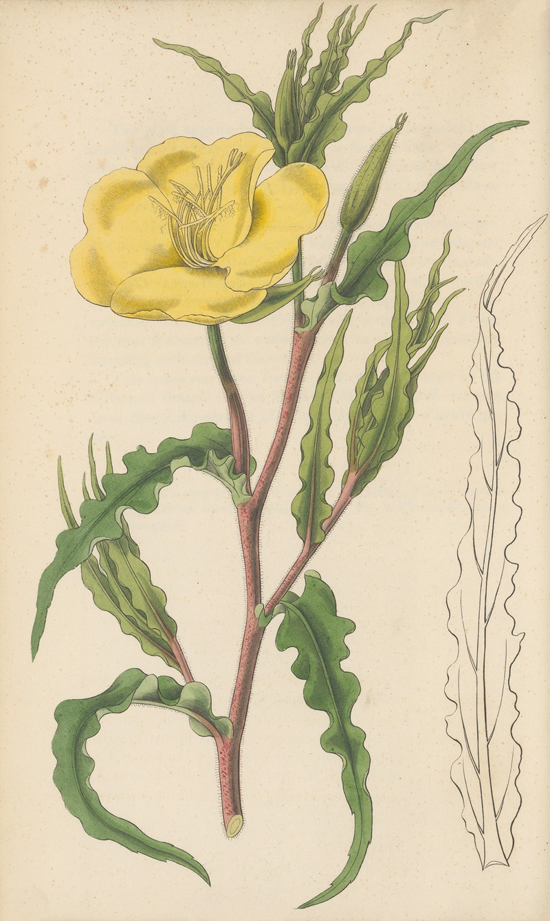 Oenothera odorata by William Jackson Hooker, 1823 — digital art print download