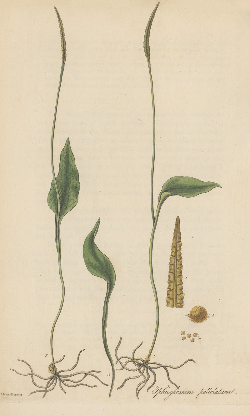 Ophioglossum petiolatum — Уильям Джексон Гукер