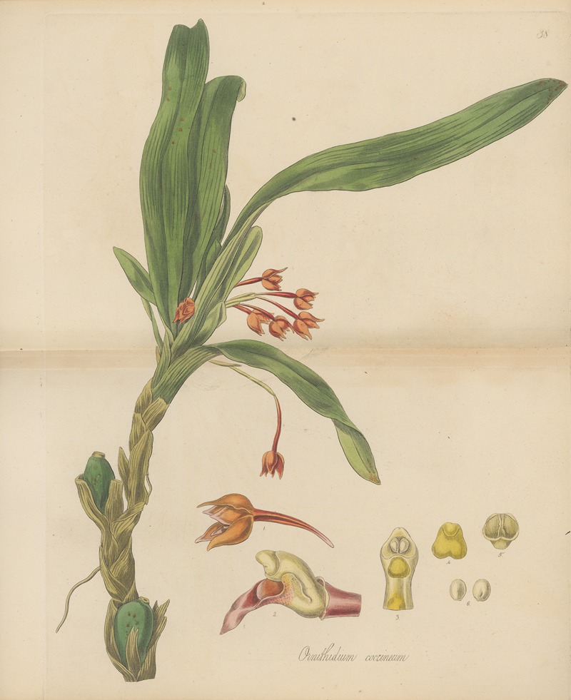 Ornithidium coccineum by William Jackson Hooker, 1823 — digital art print download