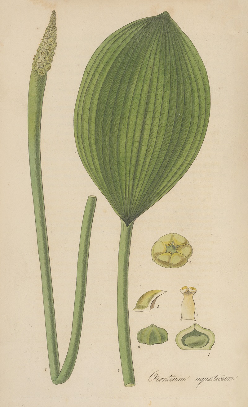 Orontium aquaticum by William Jackson Hooker, 1823 — digital art print download
