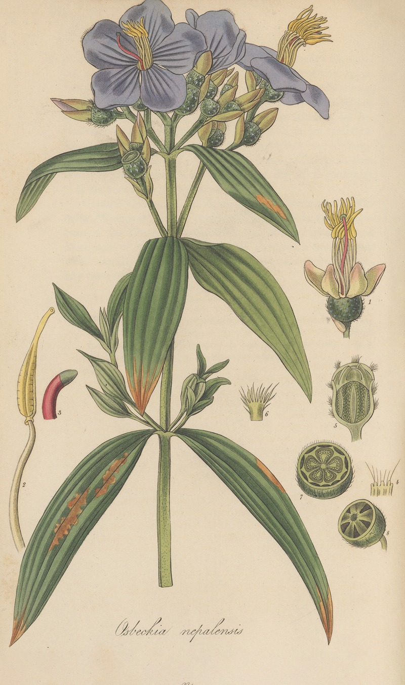 Osbeckia nepalensis by William Jackson Hooker, 1823 — digital art print download