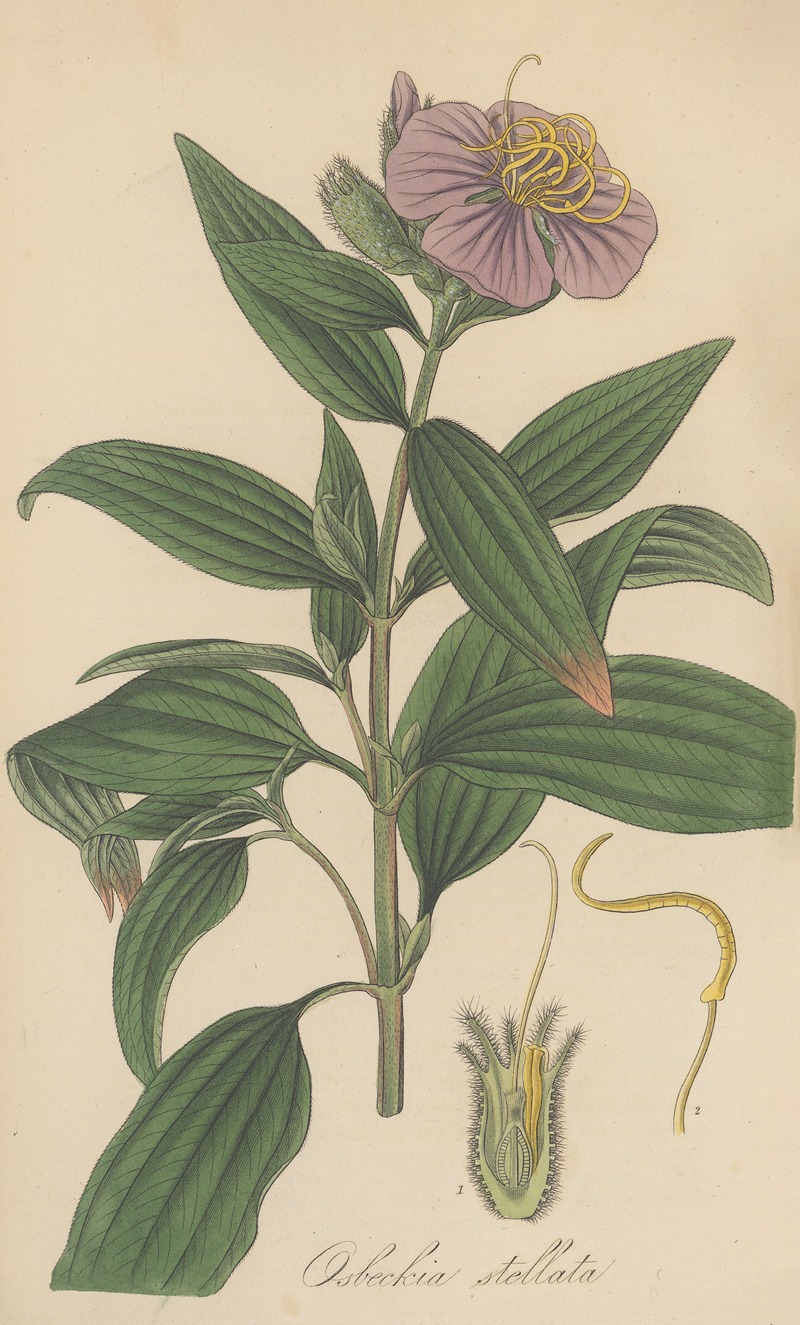 Osbeckia stellata by William Jackson Hooker, 1823 — digital art print download