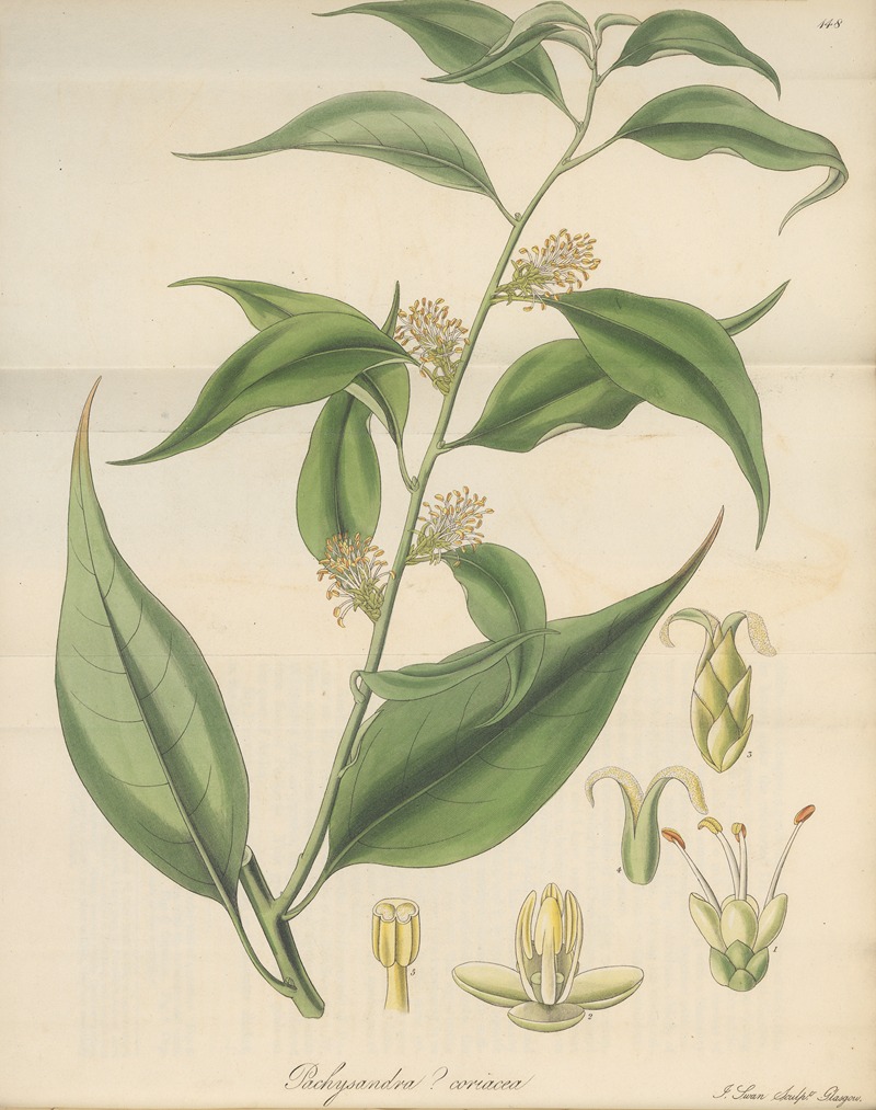 Pachysandra coriacea by William Jackson Hooker, 1823 — digital art print download