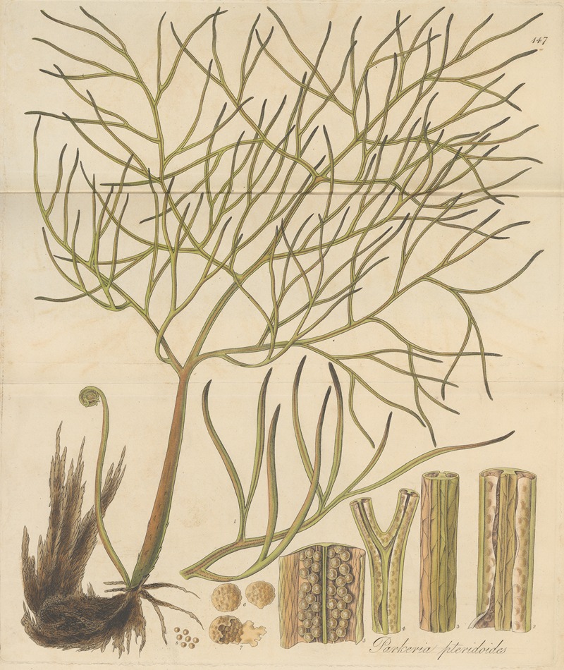 Parkeria pteridoides by William Jackson Hooker, 1823 — digital art print download