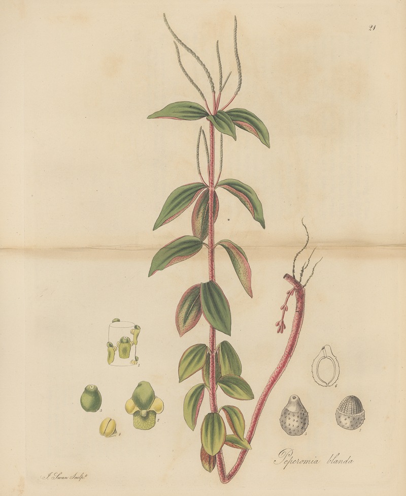 Peperomia blanda by William Jackson Hooker, 1823 — digital art print download