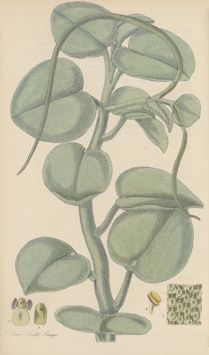 Peperomia incana by William Jackson Hooker, 1823 — digital art print download