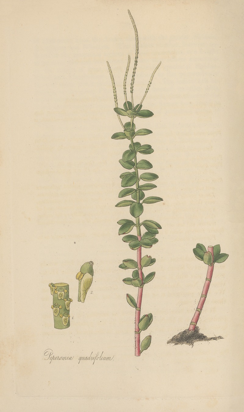Peperomia quadrifolium by William Jackson Hooker, 1823 — digital art print download