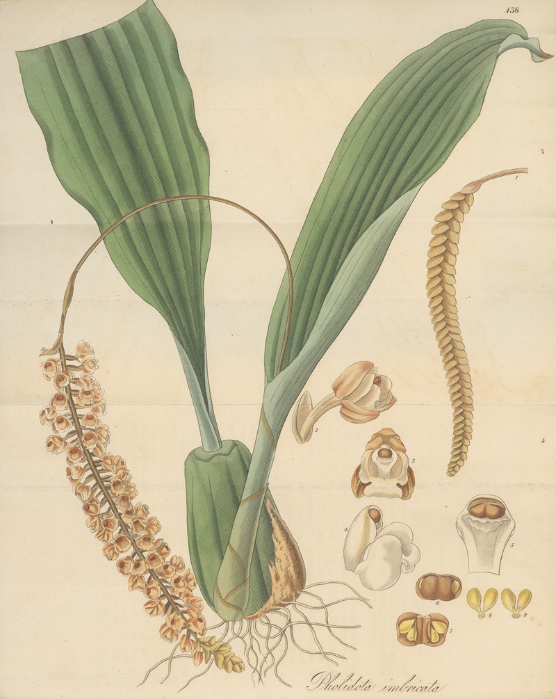 Pholidota imbricata by William Jackson Hooker, 1823 — digital art print download