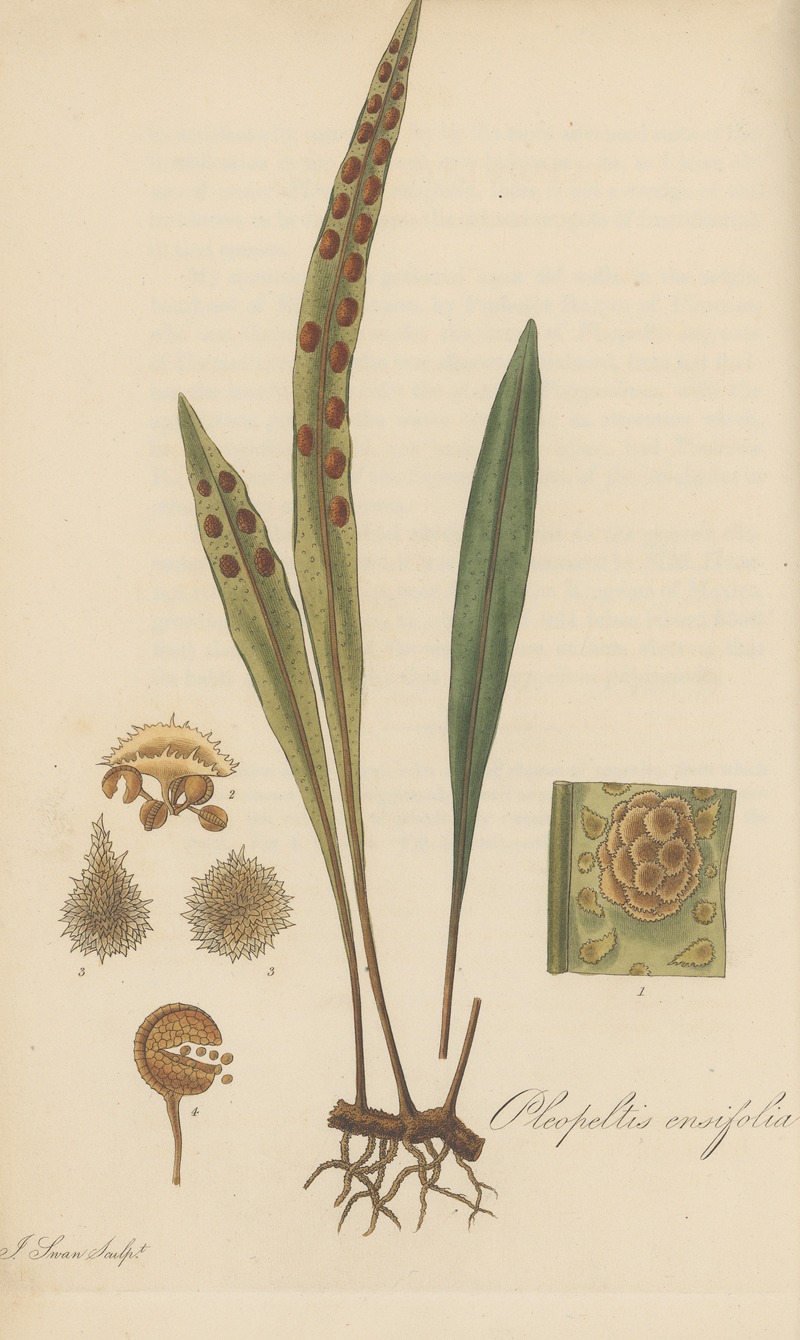 Pleopeltis ensifolia by William Jackson Hooker, 1823 — digital art print download