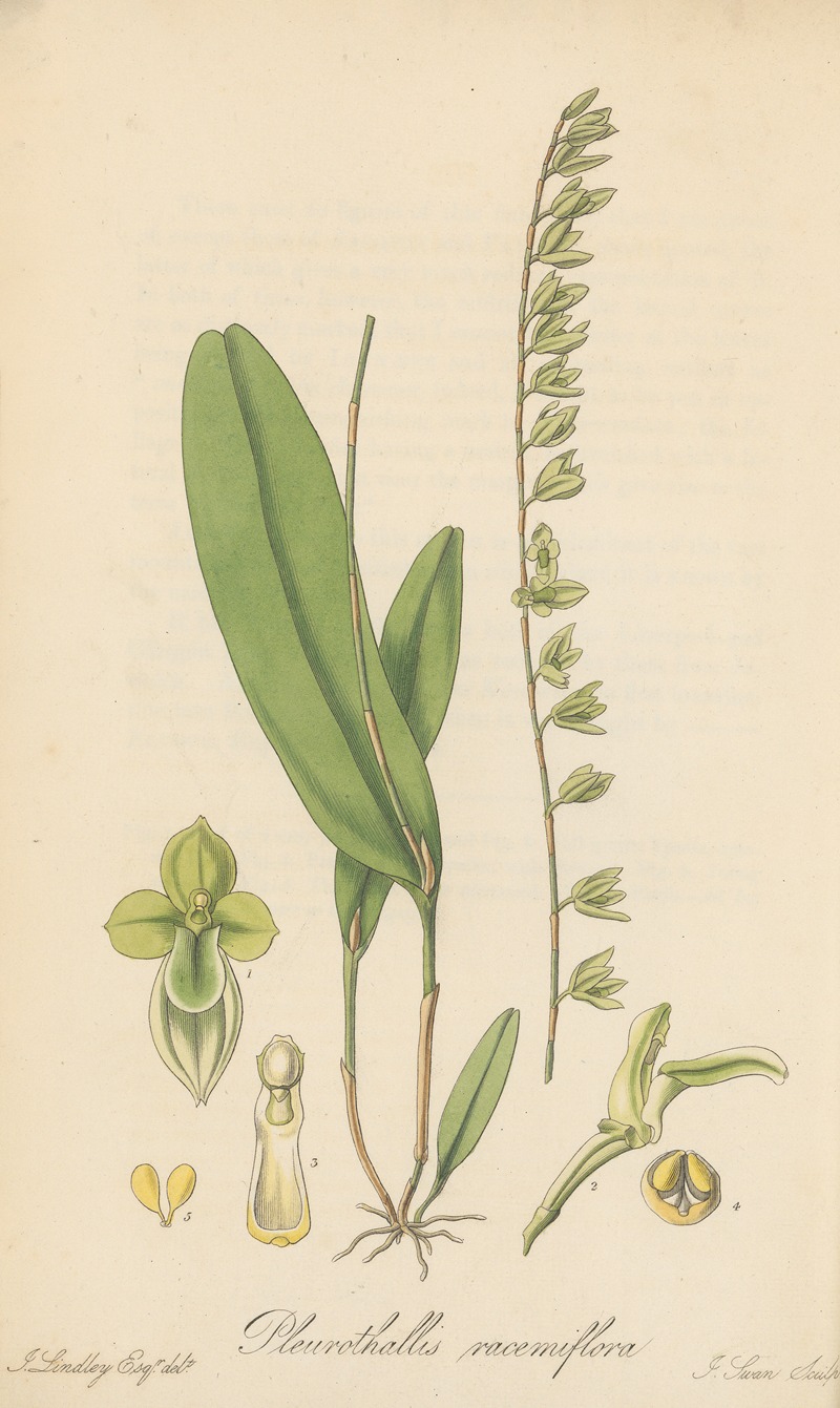 Pleurothallis racemiflora by William Jackson Hooker, 1823 — digital art print download