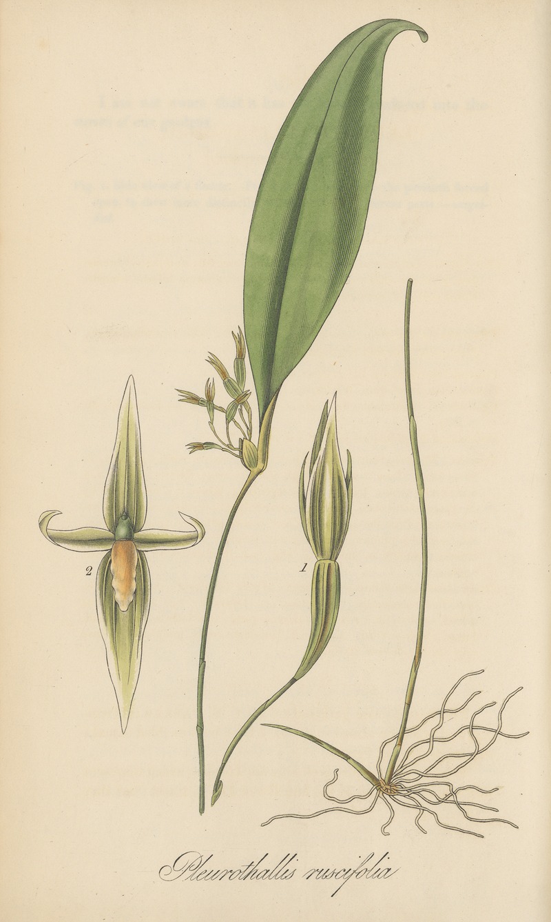 Pleurothallis ruscifolia by William Jackson Hooker, 1823 — digital art print download